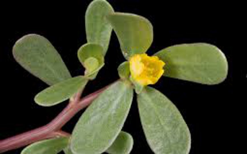 The Unknown Herb in Your Garden - The National Herald